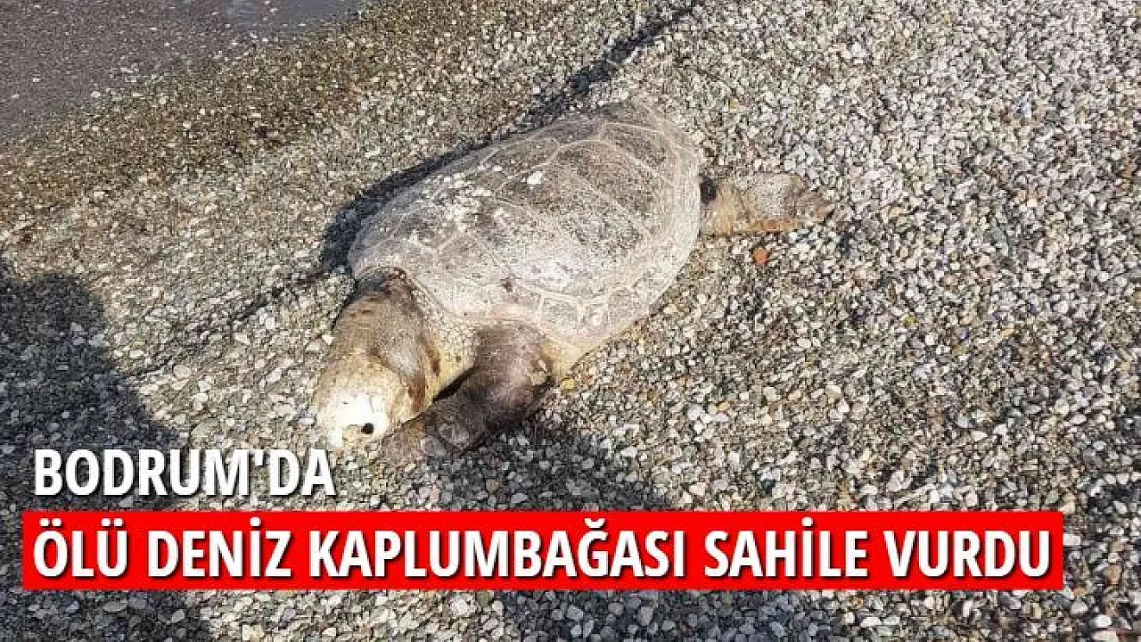 Bodrum Da L Deniz Kaplumba As Sahile Vurdu