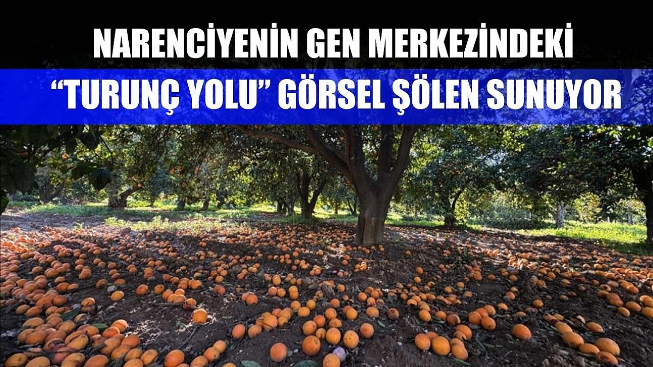 Narenciyenin gen merkezindeki 'Turunç Yolu' görsel şölen sunuyor