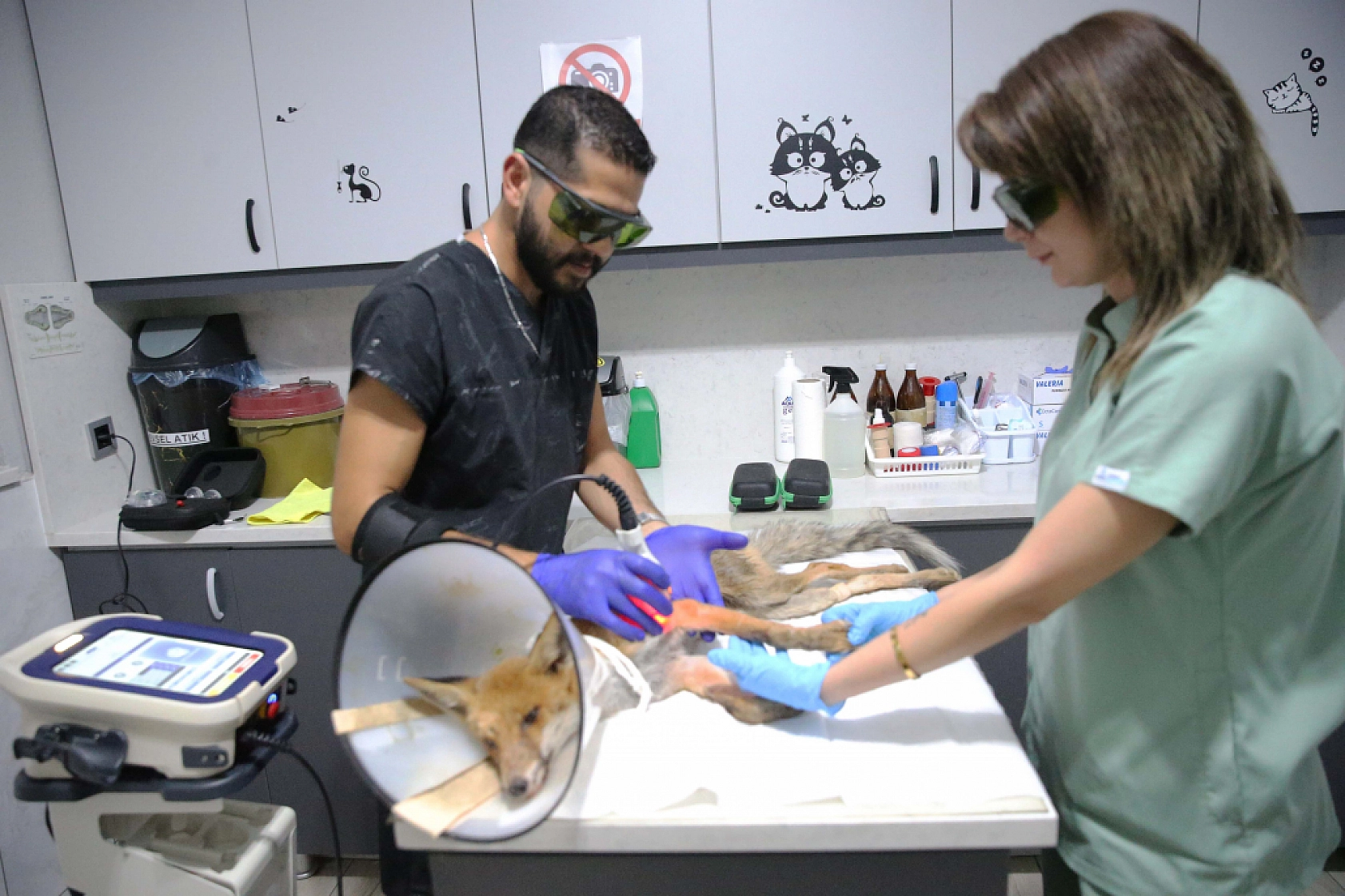 Fethiye'de omurgası kırık, felçli tilki cerrahi müdahaleyle yaşama tutundu