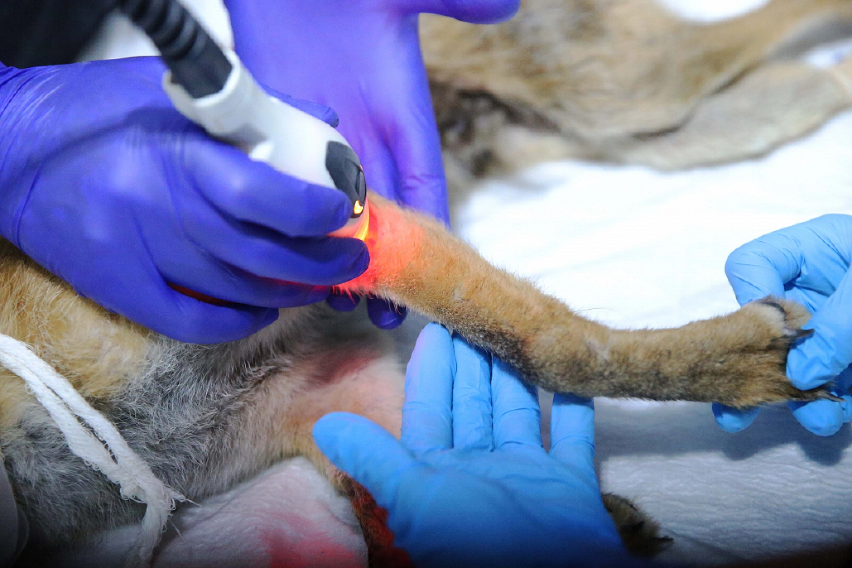 Fethiye'de omurgası kırık, felçli tilki cerrahi müdahaleyle yaşama tutundu