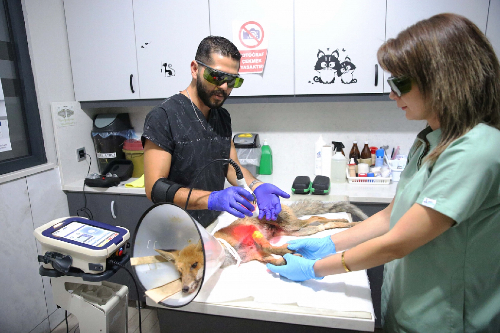 Fethiye'de omurgası kırık, felçli tilki cerrahi müdahaleyle yaşama tutundu