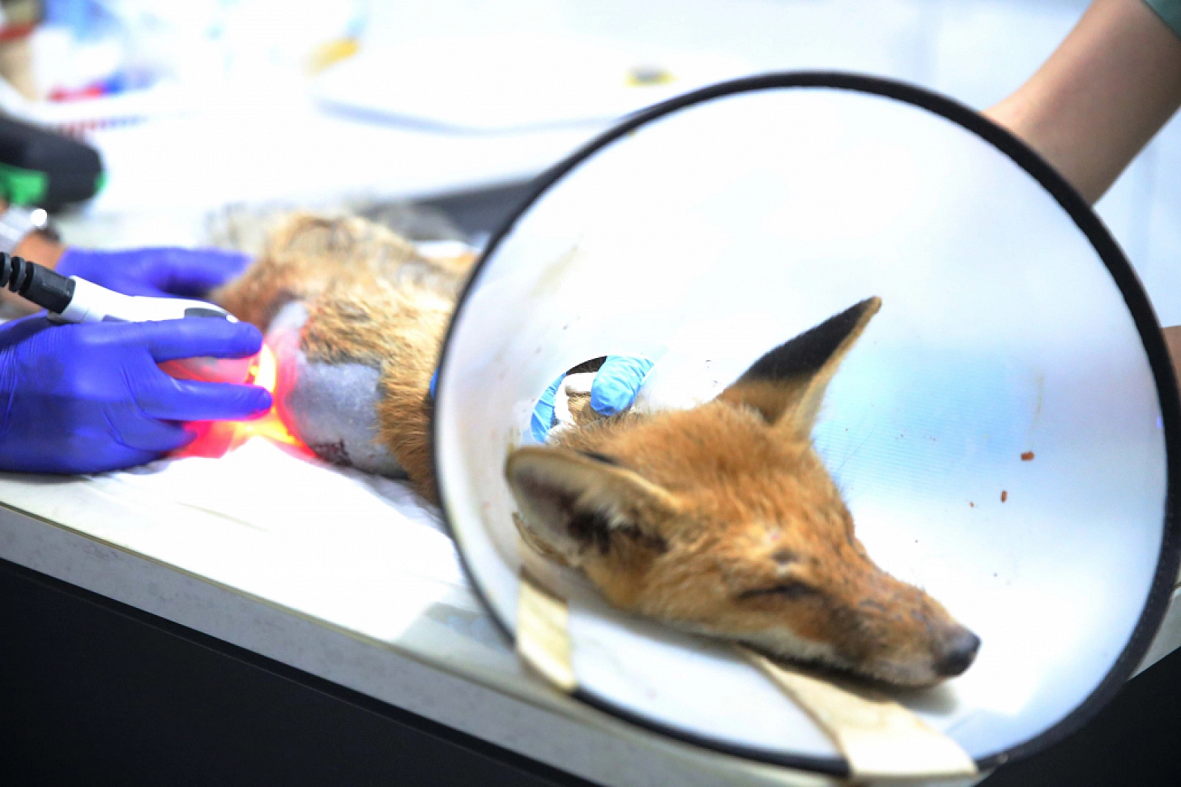 Fethiye'de omurgası kırık, felçli tilki cerrahi müdahaleyle yaşama tutundu