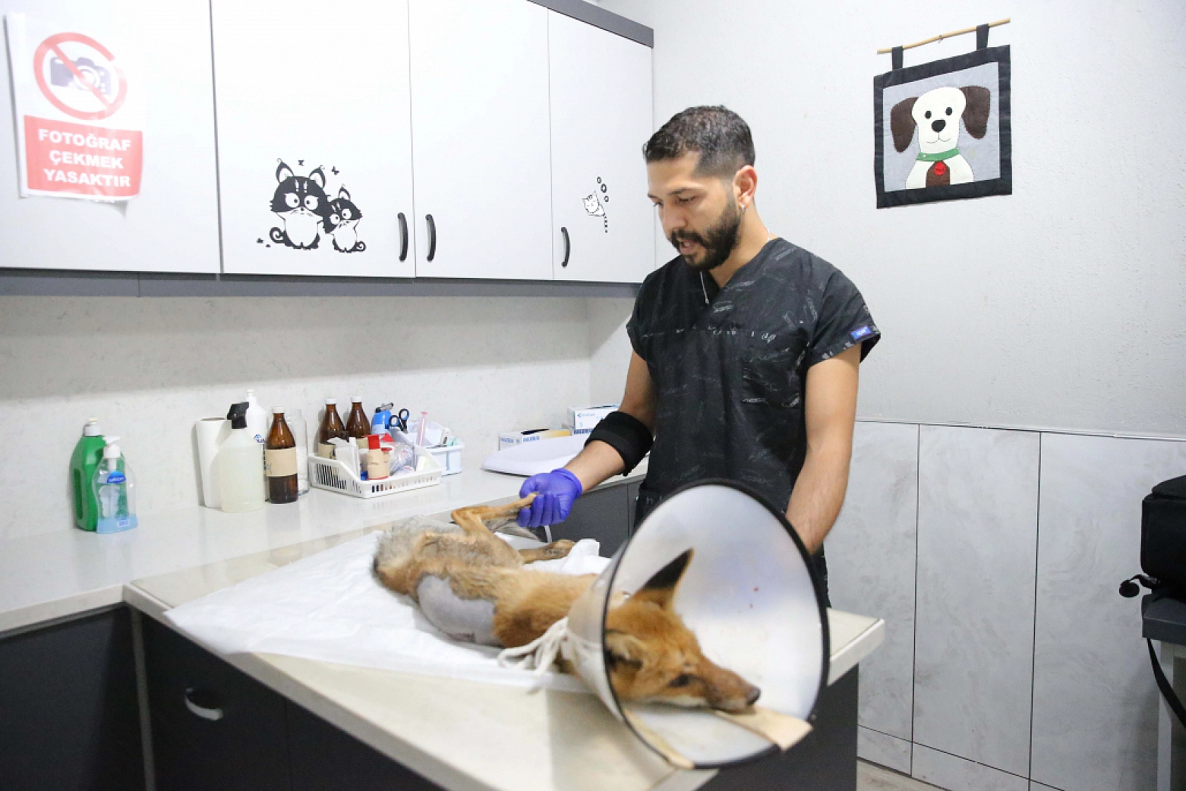 Fethiye'de omurgası kırık, felçli tilki cerrahi müdahaleyle yaşama tutundu