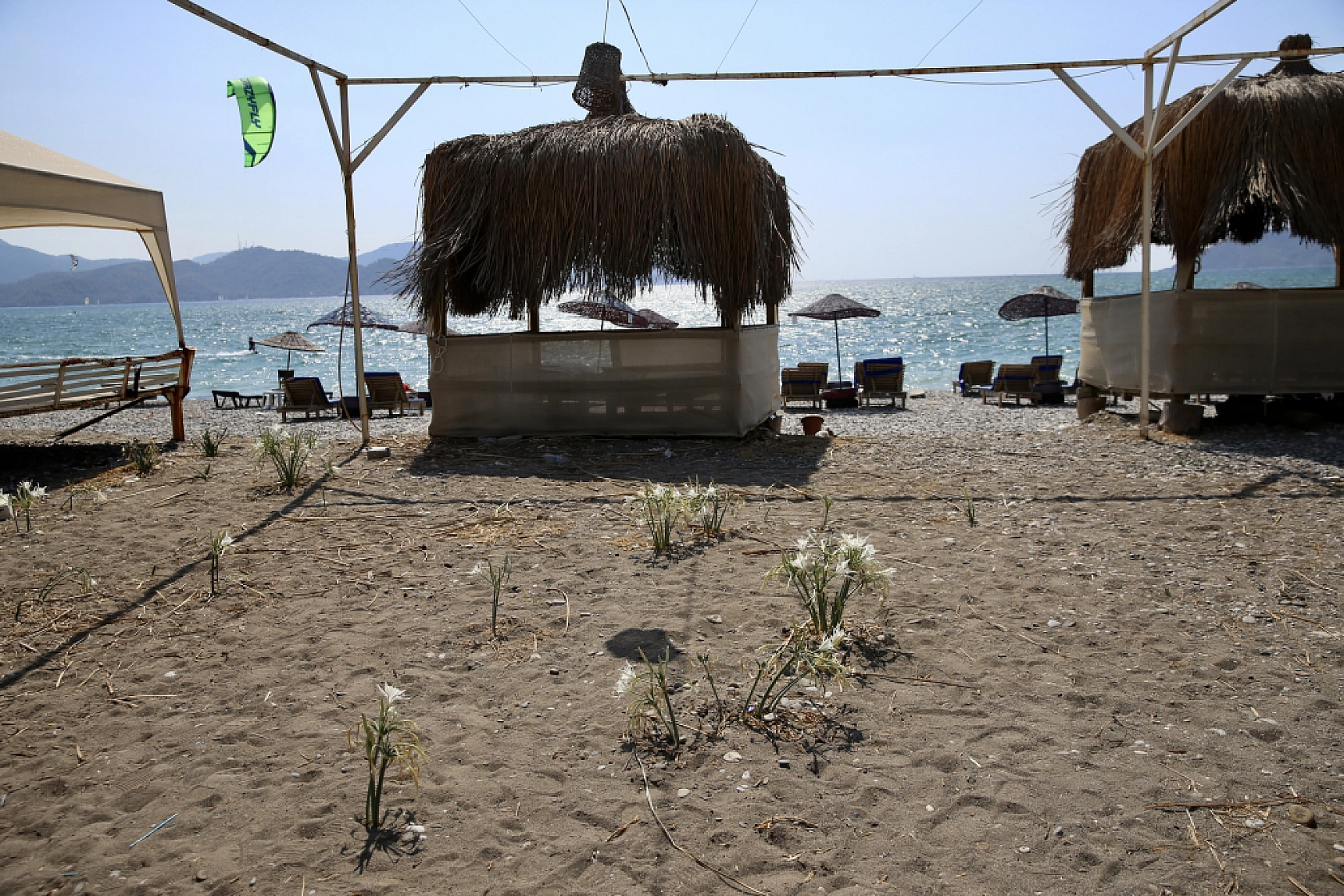 Muğla'da korunan kum zambakları çoğalıyor