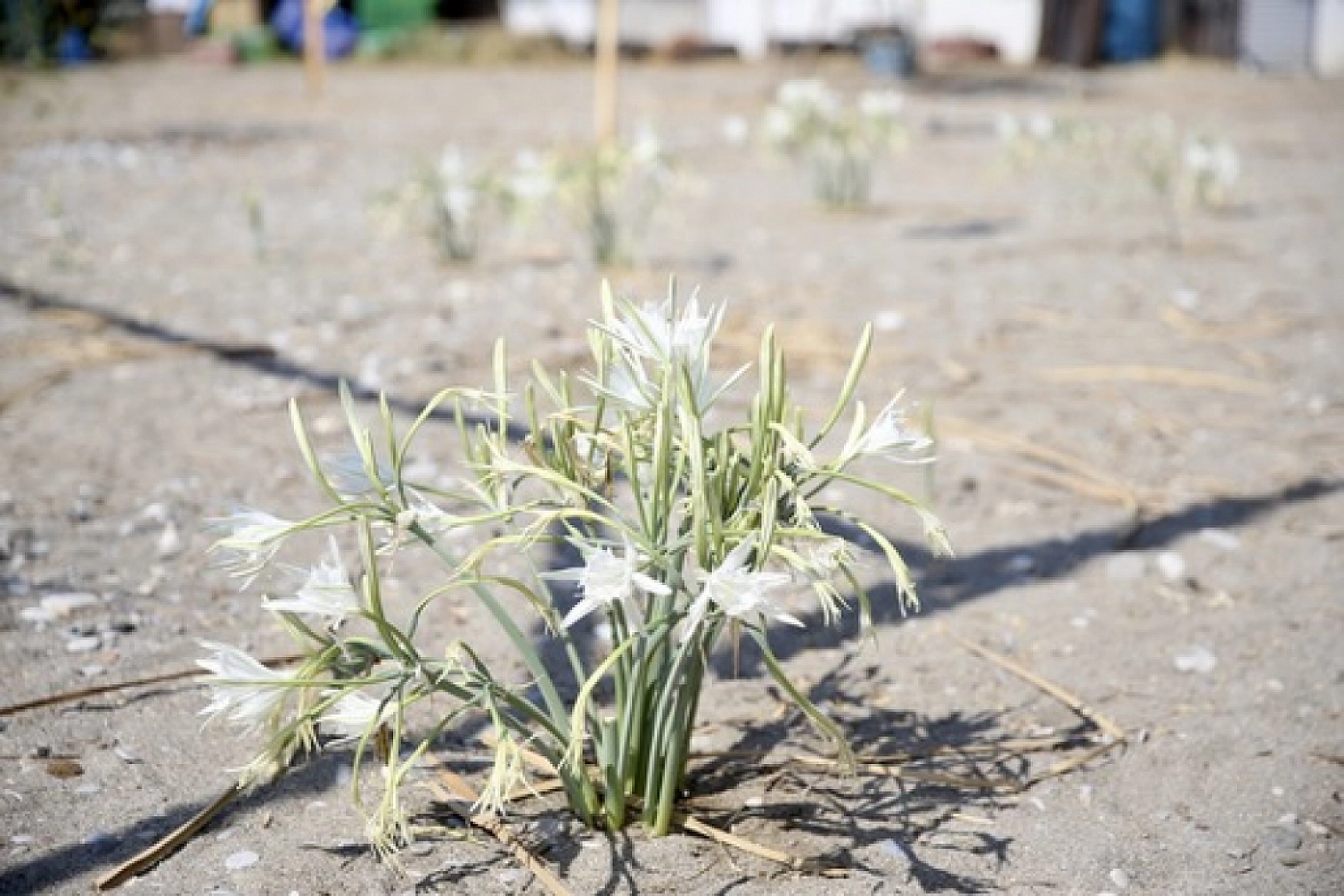 Muğla'da korunan kum zambakları çoğalıyor