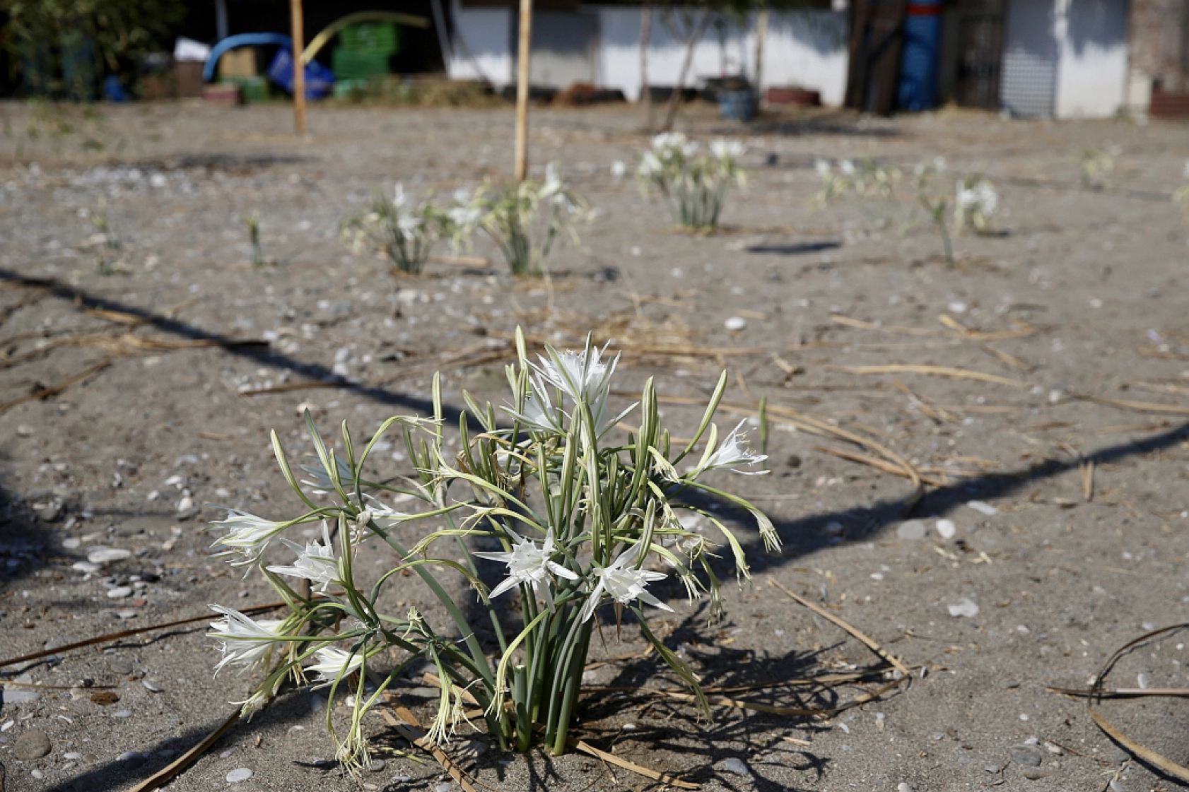 Muğla'da korunan kum zambakları çoğalıyor