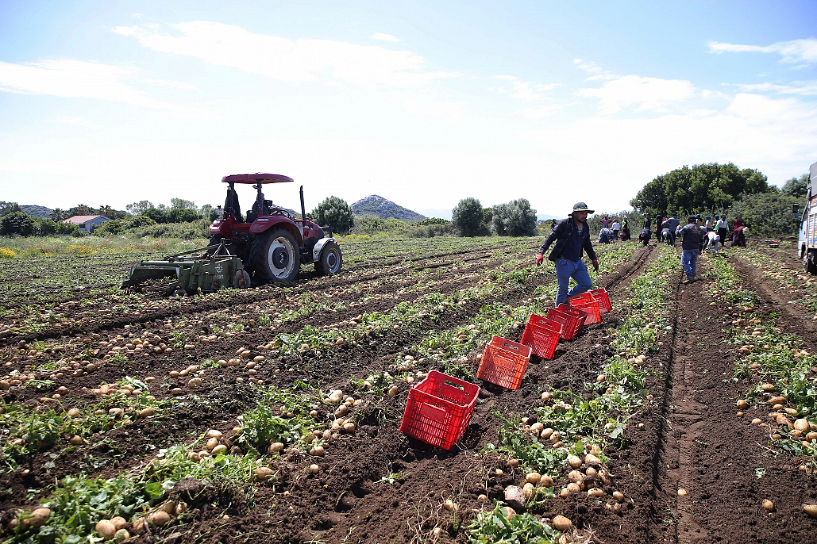 Datça'da turfanda patates hasadı yapılıyor