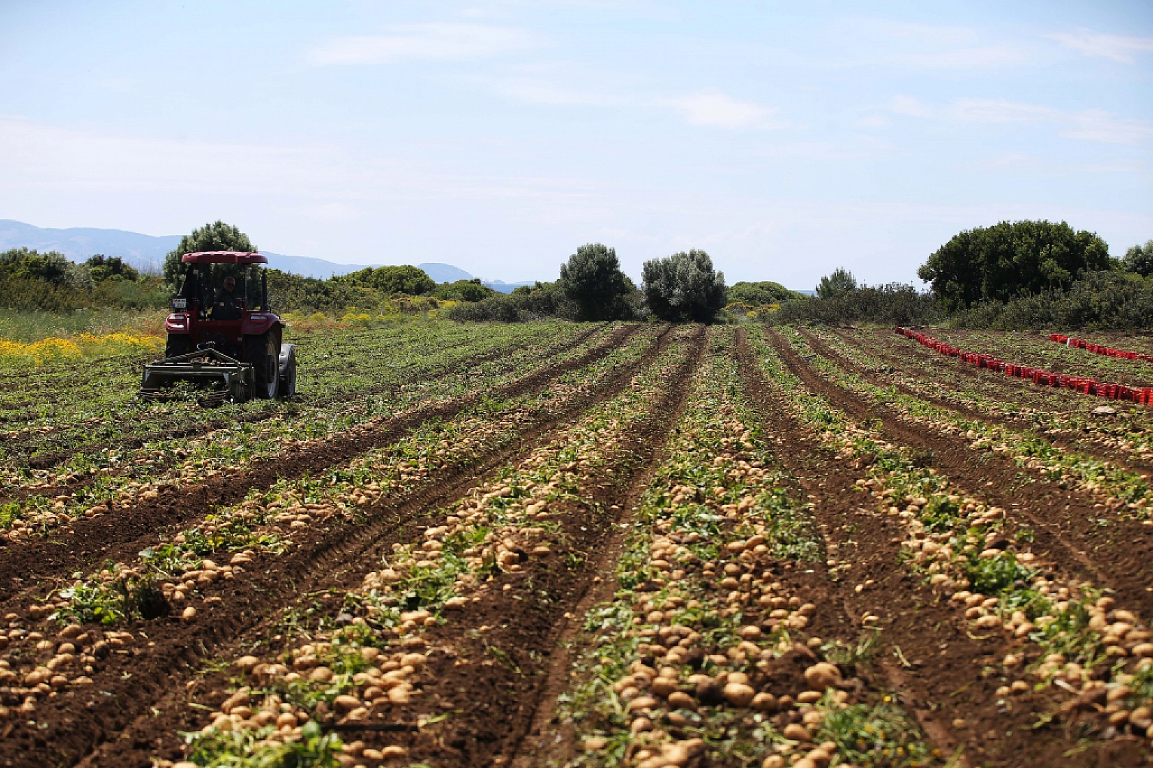 Datça'da turfanda patates hasadı yapılıyor