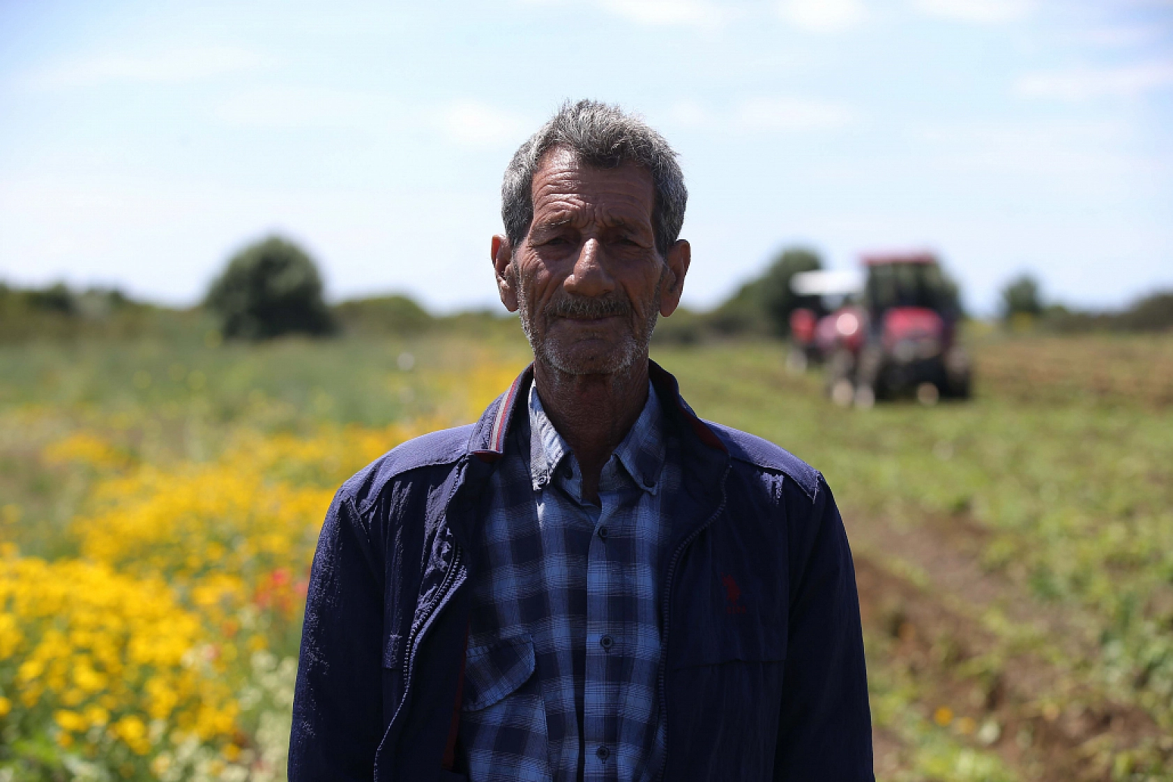 Datça'da turfanda patates hasadı yapılıyor