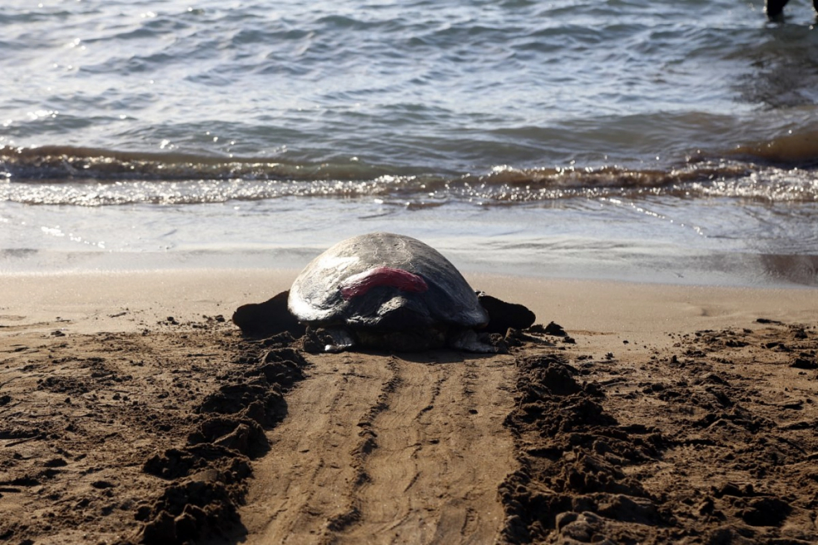 Muğla'da tedavileri tamamlanan deniz kaplumbağaları denizle buluştu