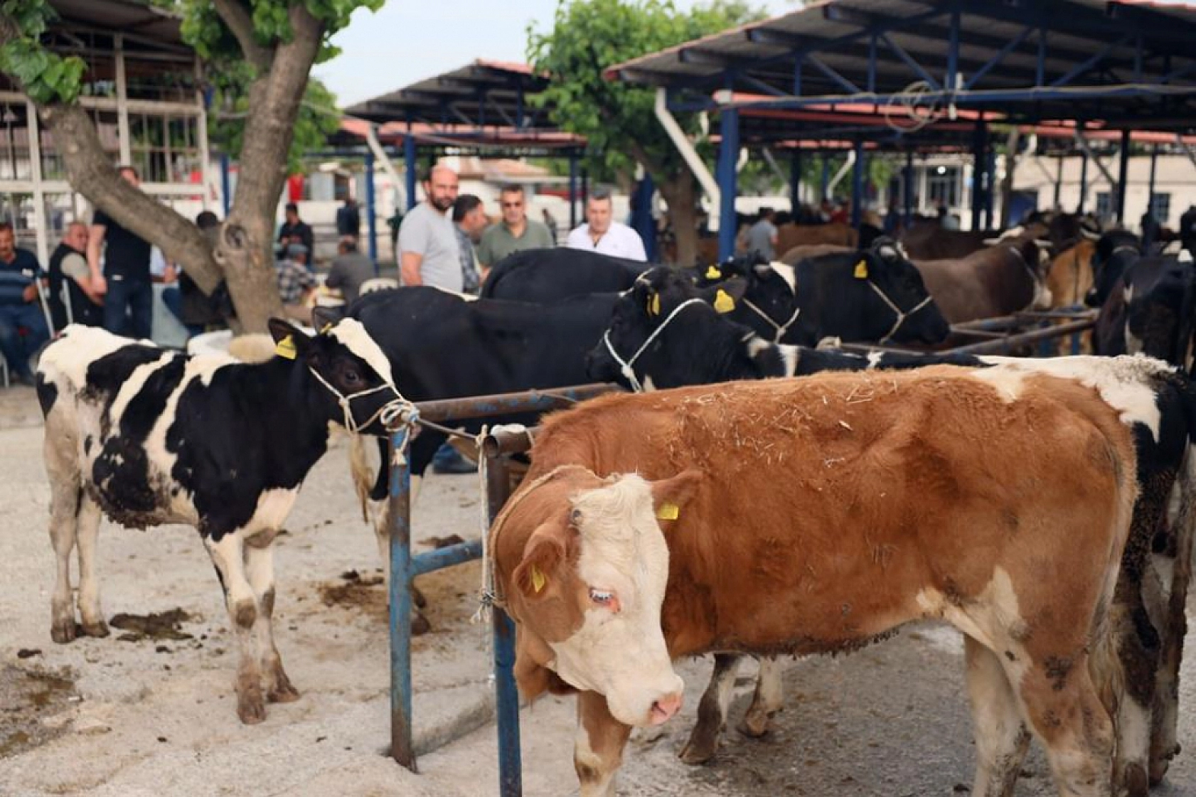 Muğla'da kurban pazarlarında sağlık ve hijyen kontrolü