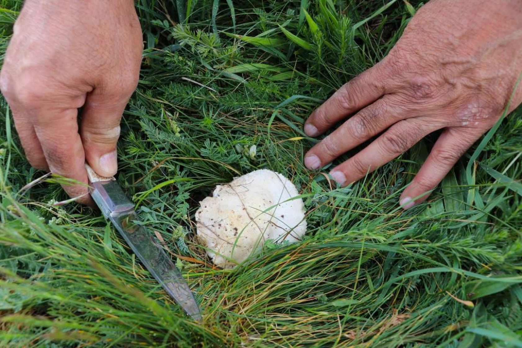 Bedava protein, doğadan elleriyle tek tek topluyorlar