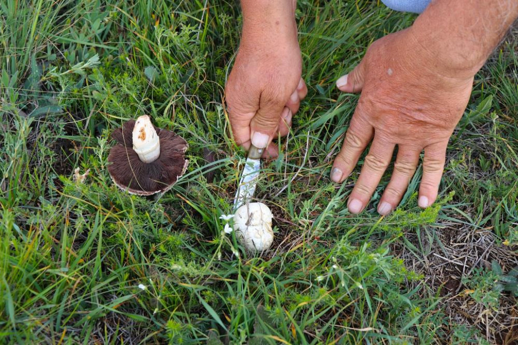 Bedava protein, doğadan elleriyle tek tek topluyorlar