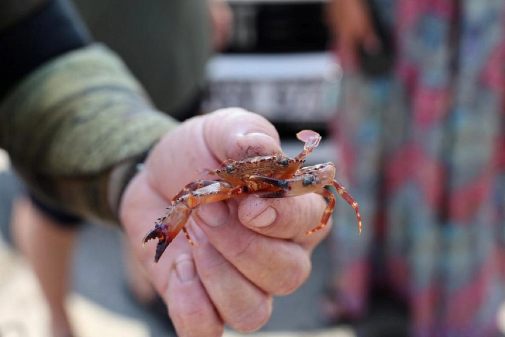 Bodrum'un engin maviliğinde temizlik devam ediyor