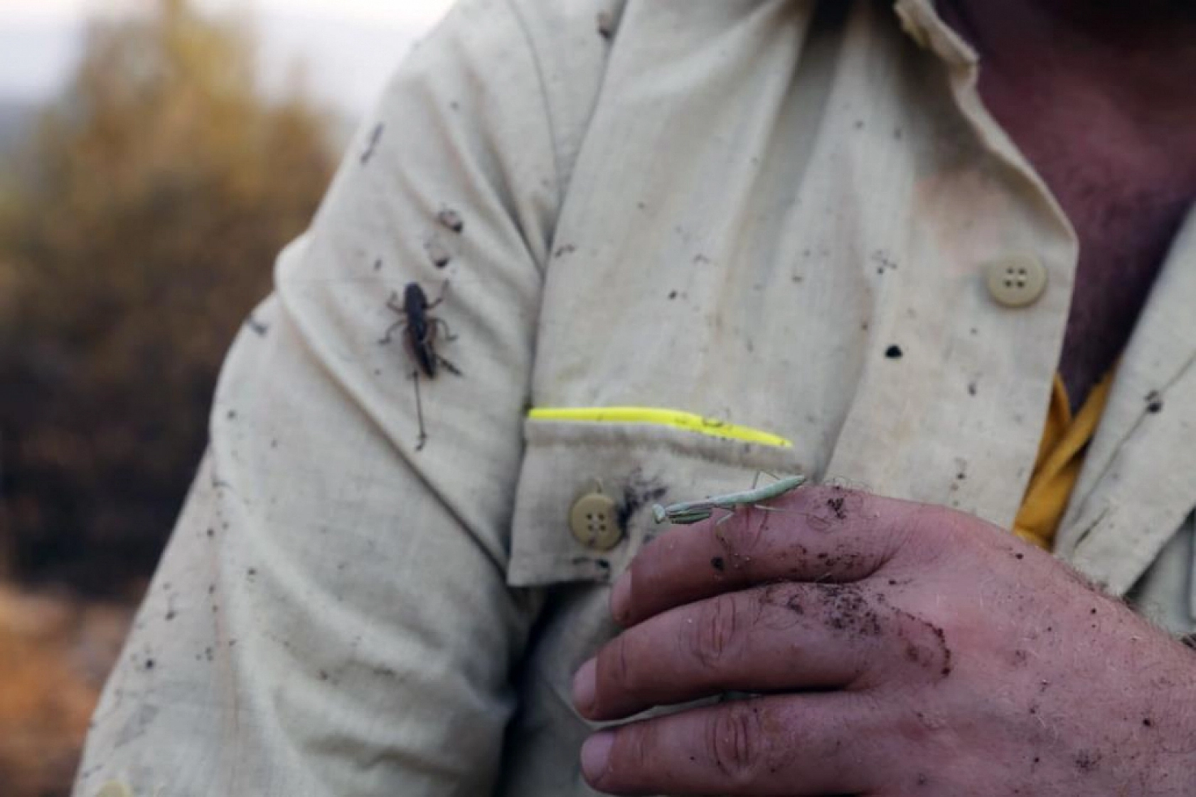 Yatağan'da Yangından Kaçan Çekirge ve Peygamber Devesi İşçinin Sırtına Sığındı