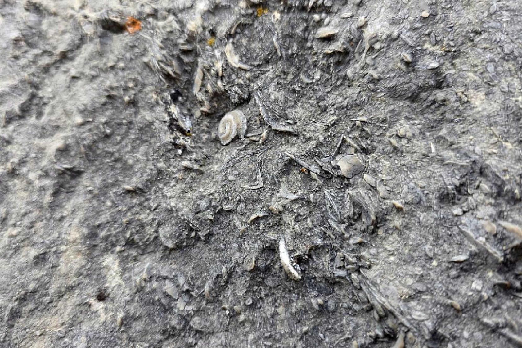 Milyonlarca yıllık deniz fosili yatağı bulundu