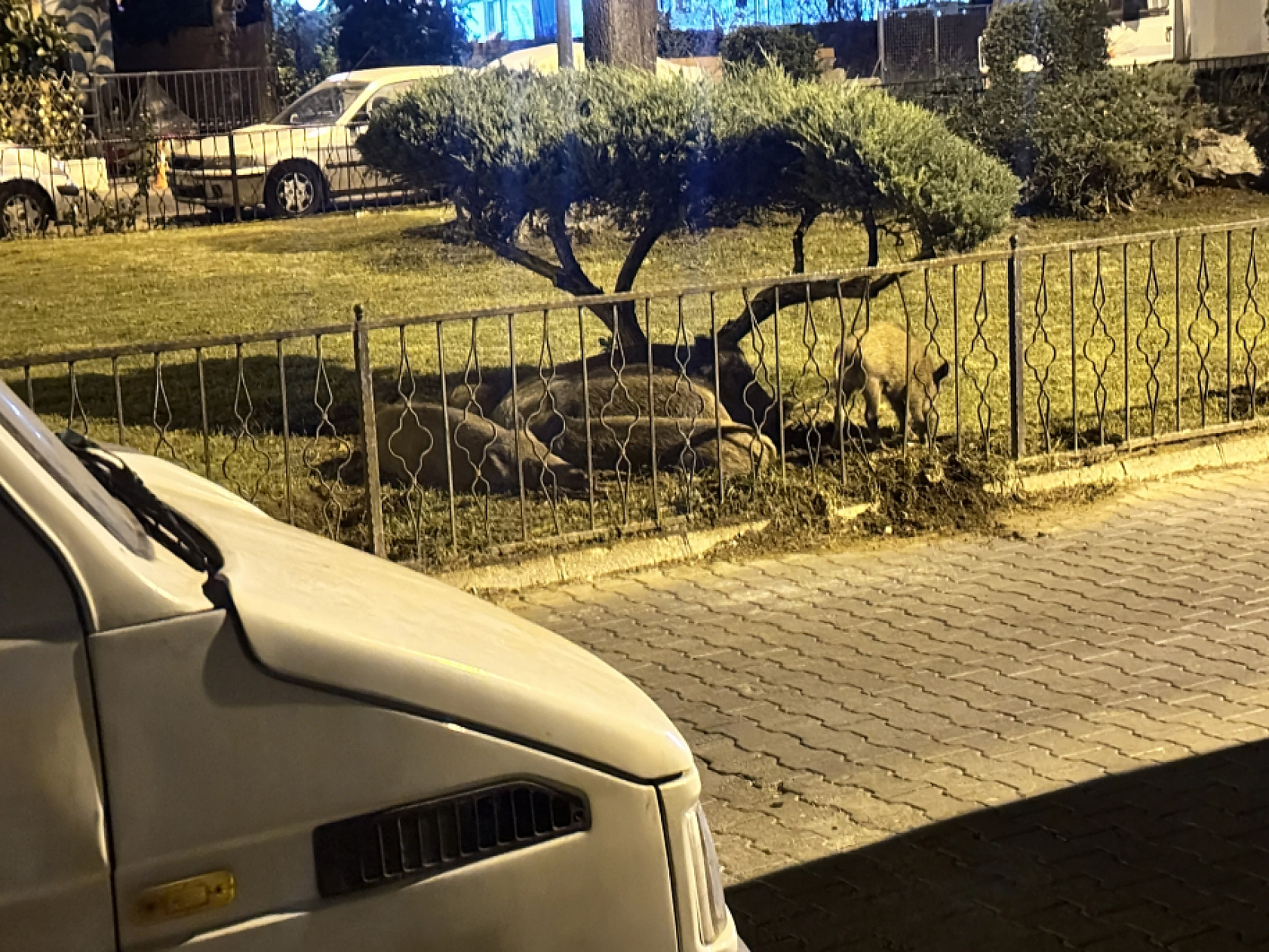 Marmaris'te yaban domuzları ilçe merkezinde görüntülendi