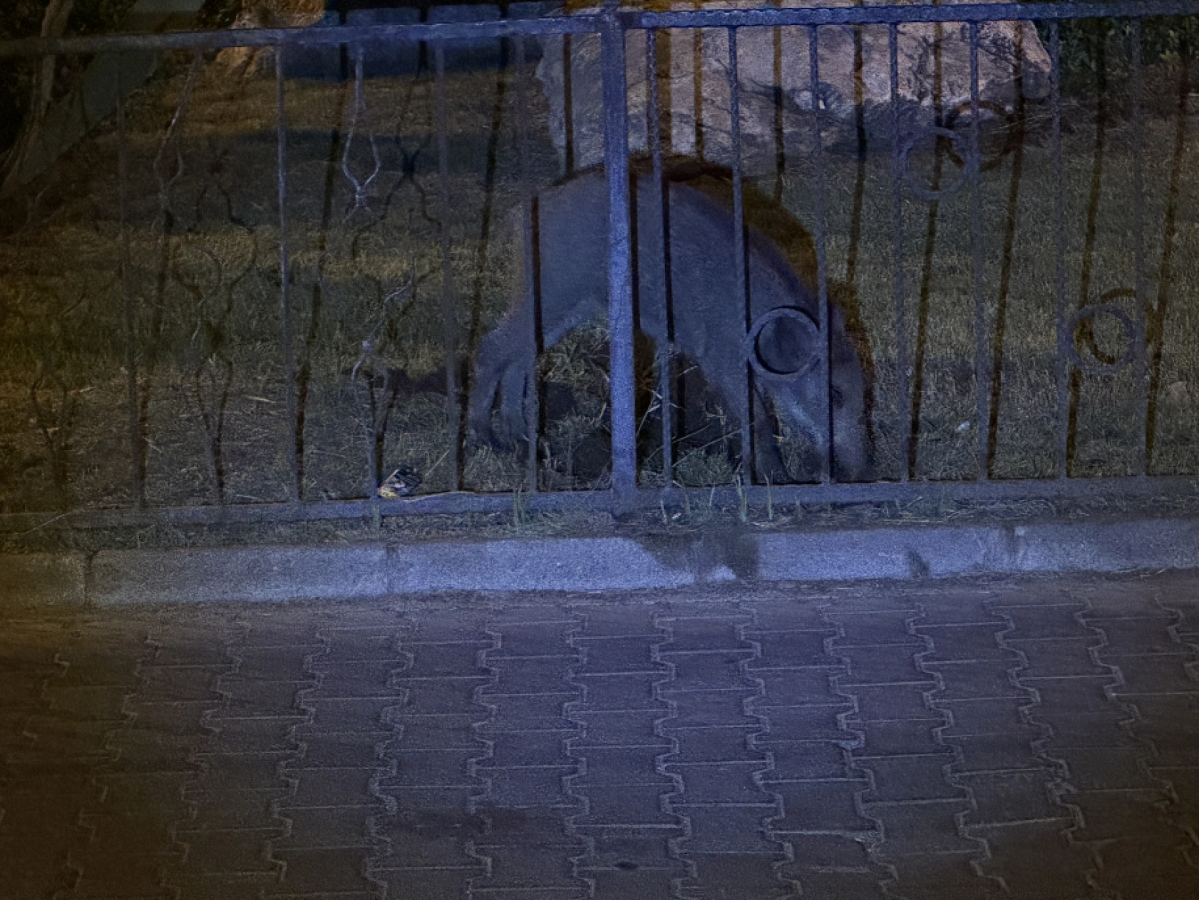 Marmaris'te yaban domuzları ilçe merkezinde görüntülendi