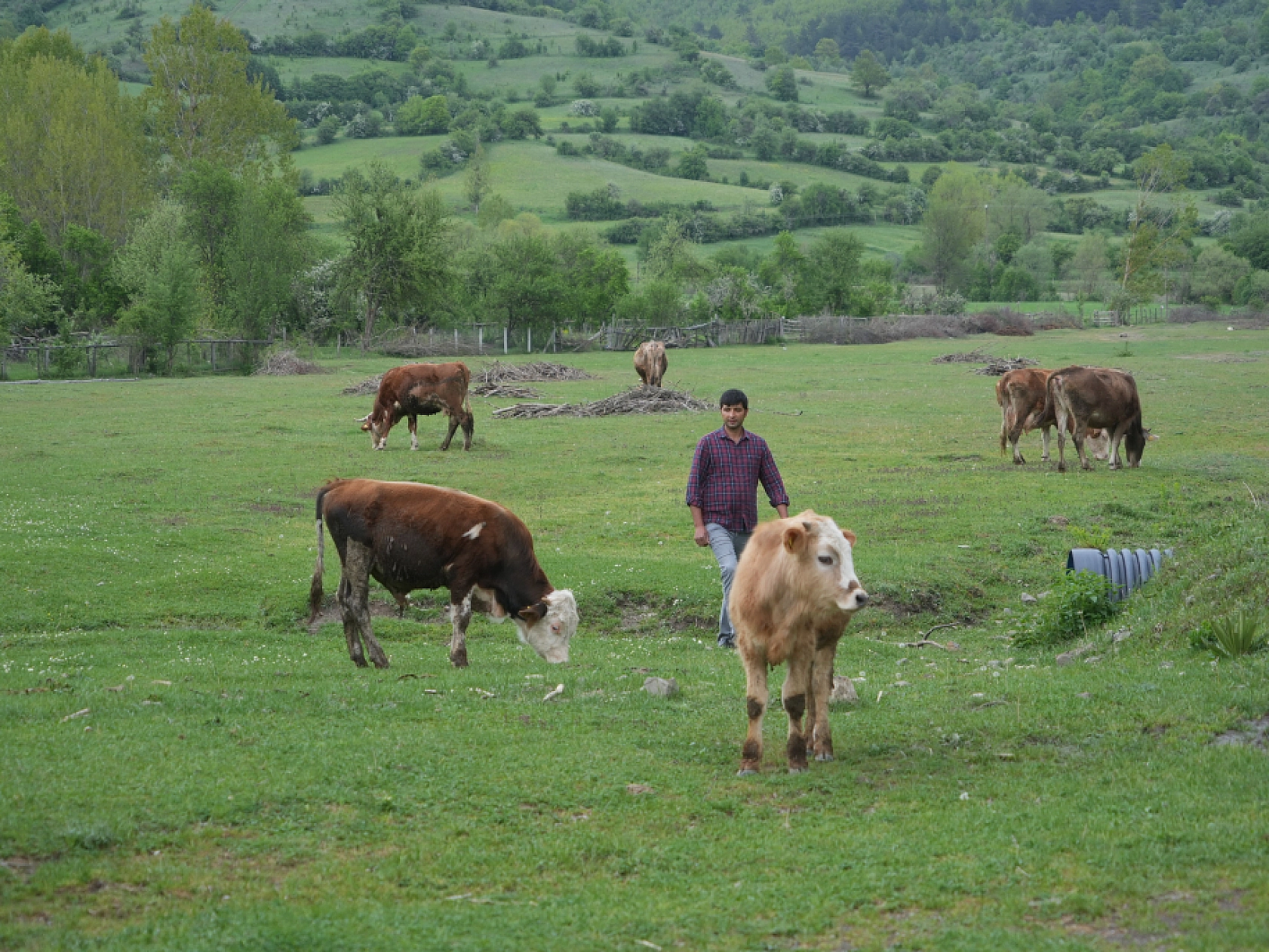 Şehir hayatından bıktı, döndüğü köyünde hayvancılığa başladı