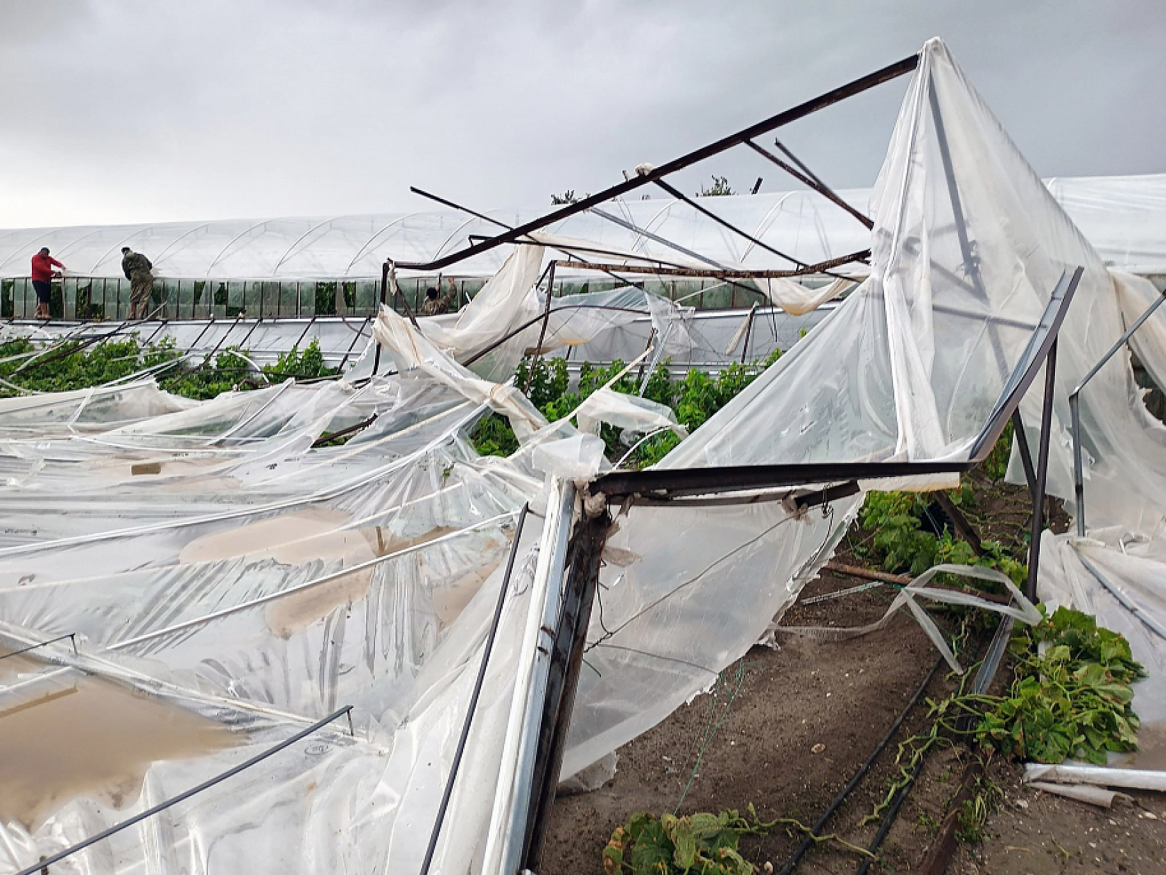 Seydikemer'de hortumun vurduğu seralarda hasar tespit çalışmaları başladı