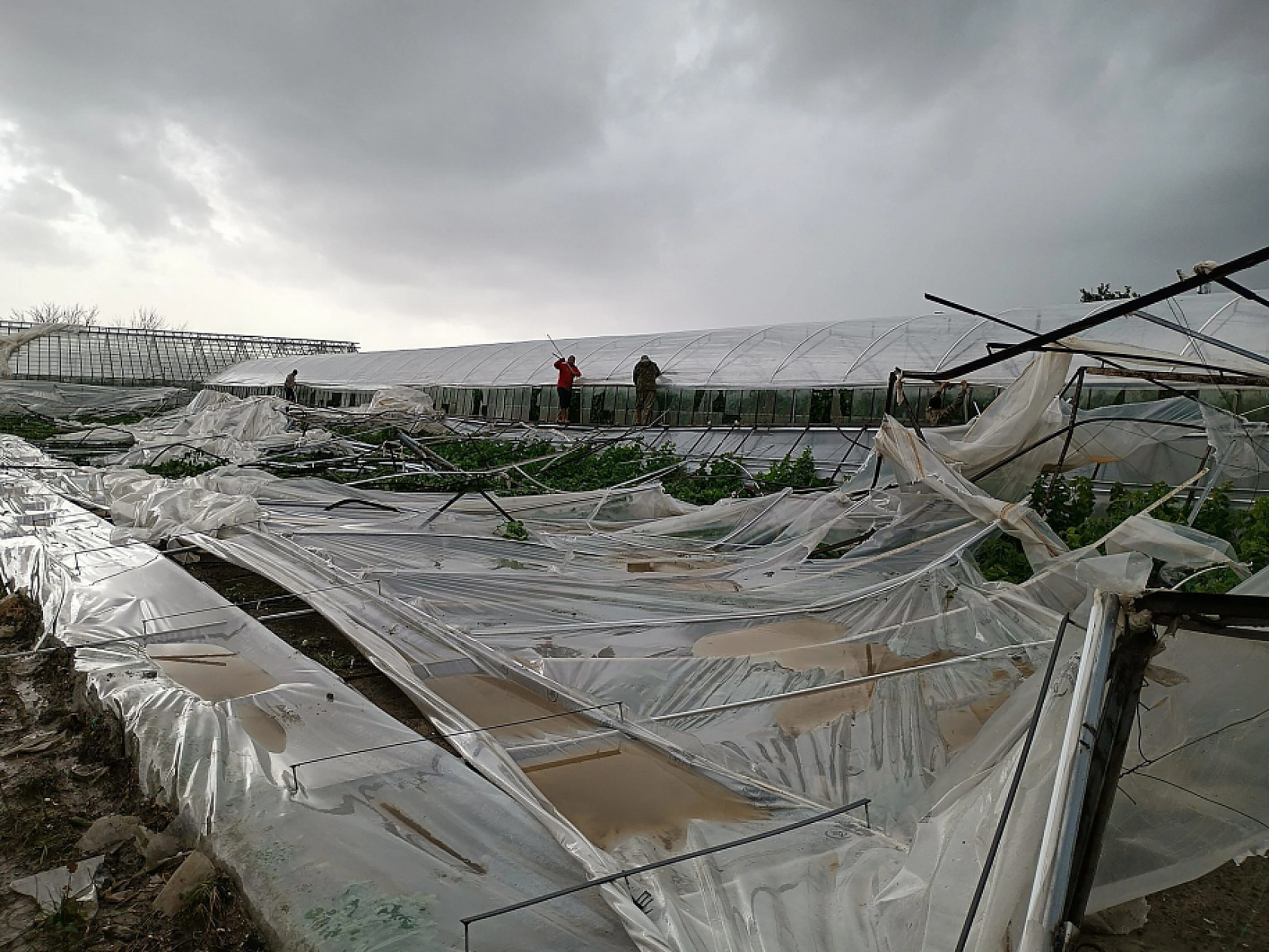 Seydikemer'de hortumun vurduğu seralarda hasar tespit çalışmaları başladı
