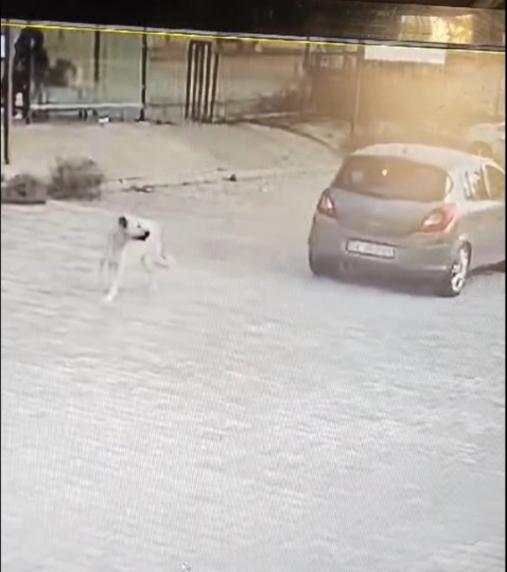 Bodrum'da otomobille köpeğin üzerinden geçti