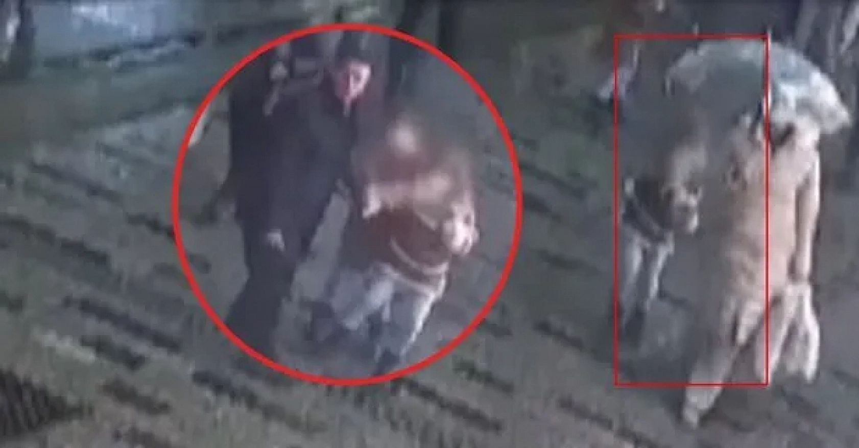 10 yaşında 361 suç kaydı var: Suç makinesi çocuk bu kez de telefon çalarken yakalandı