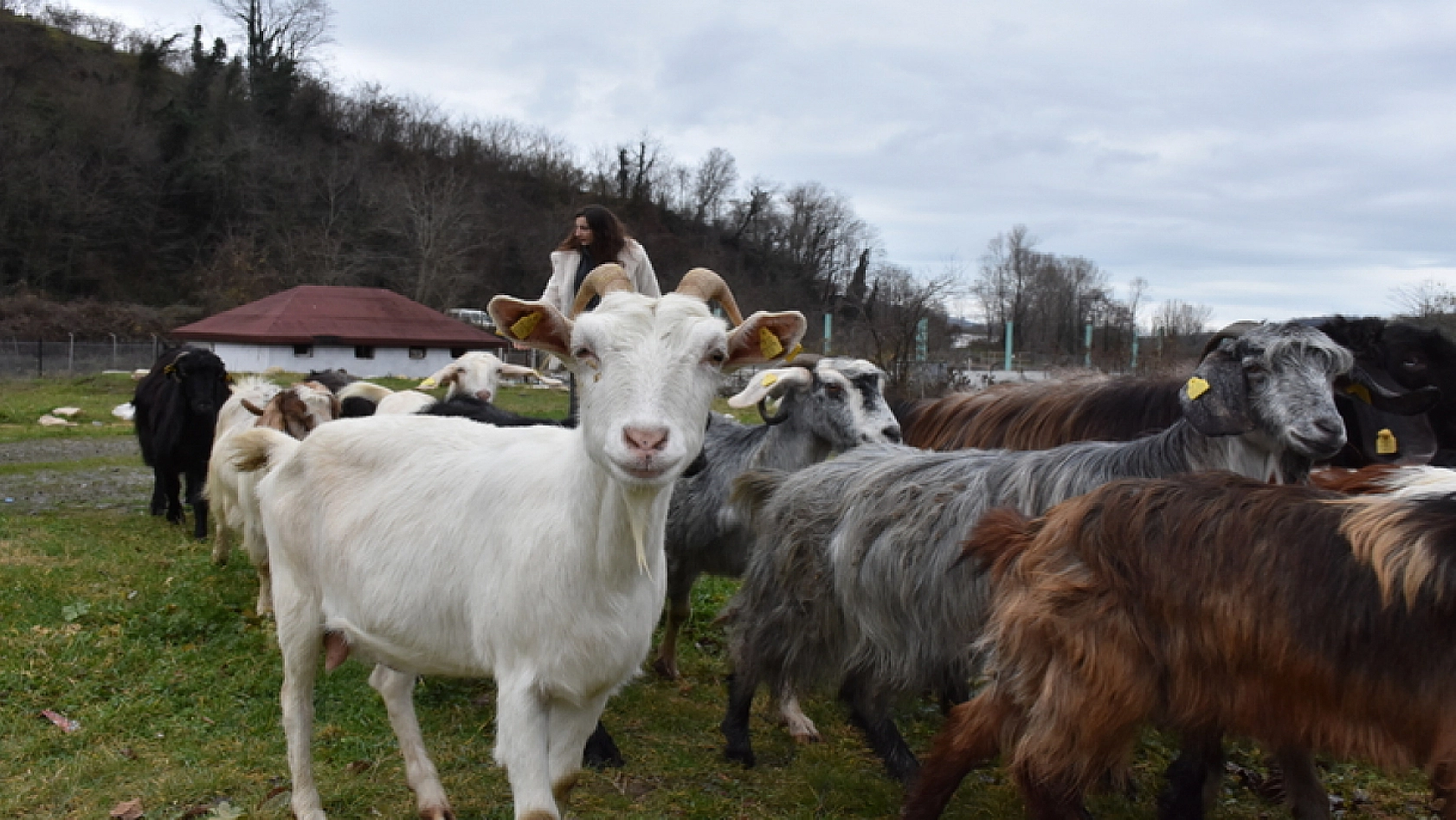 Üniversitede hazırladığı tezden etkilenen genç girişimci çiftlik kurdu