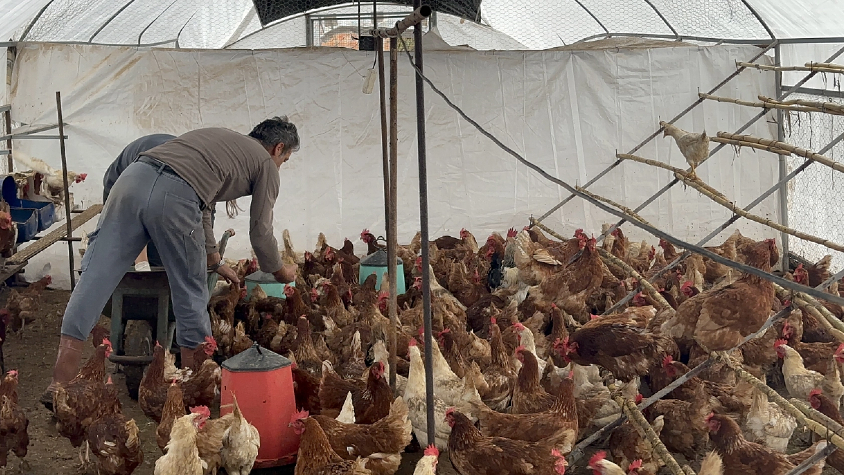 Bodrum'da sahipsiz köpekler dehşet saçtı: Binden fazla tavuk telef oldu