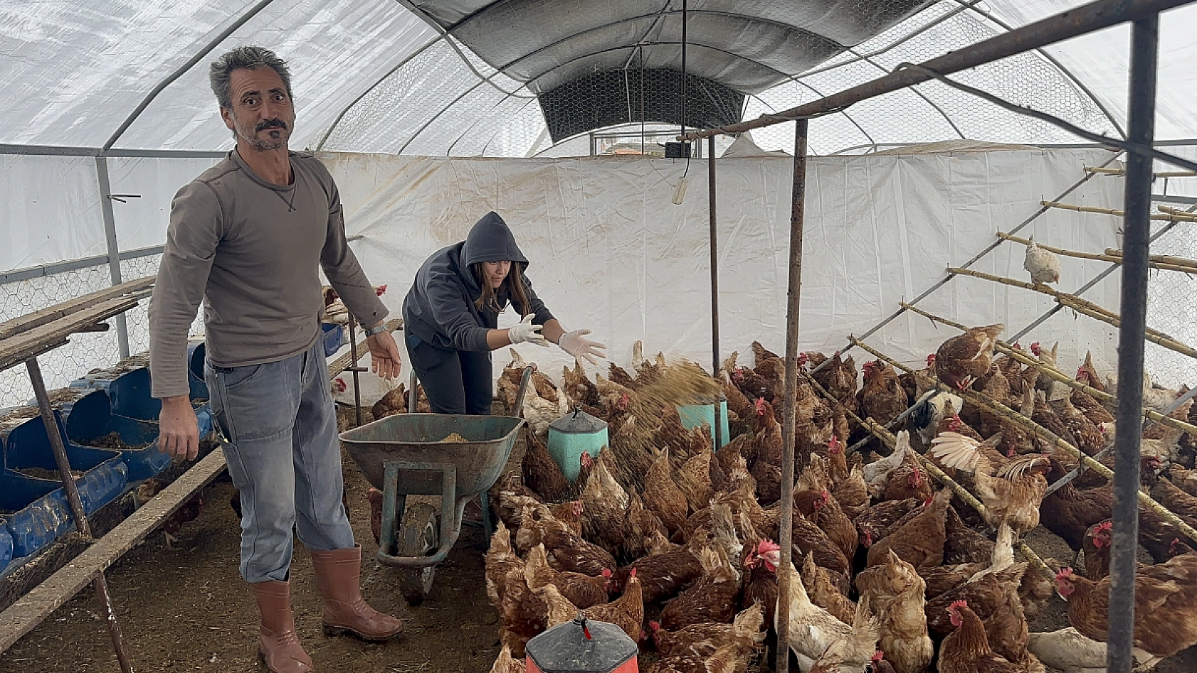 Bodrum'da sahipsiz köpekler dehşet saçtı: Binden fazla tavuk telef oldu