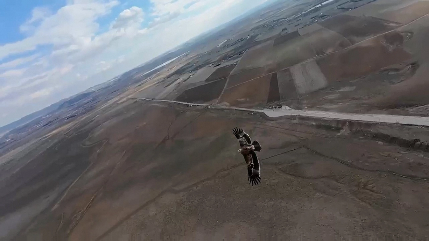 Çekim yapan dron şahinin radarına takıldı