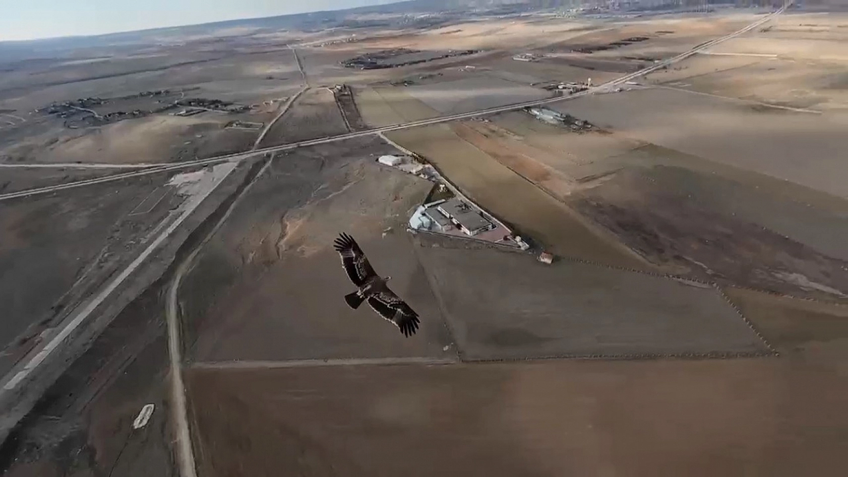 Çekim yapan dron şahinin radarına takıldı