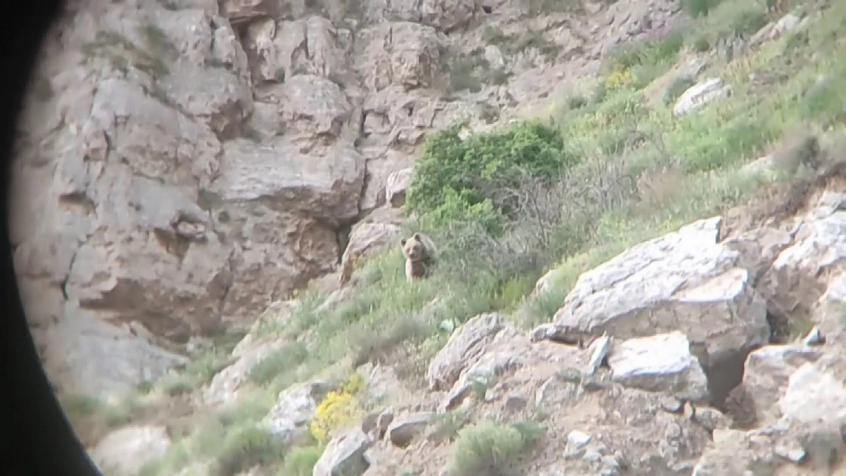 'Canım' diye seslendiği ayıyı kayıt altına aldı, o anlar tebessüm ettirdi