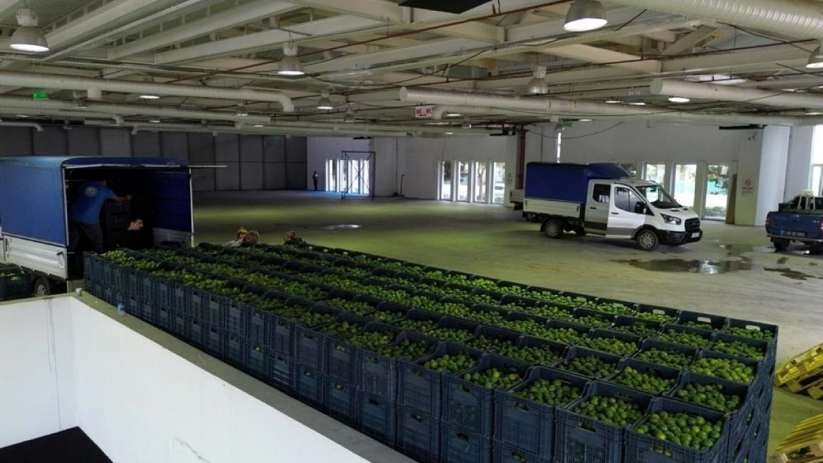 Bodrum'da 72 üreticiden 55 ton yeşil mandalin alındı