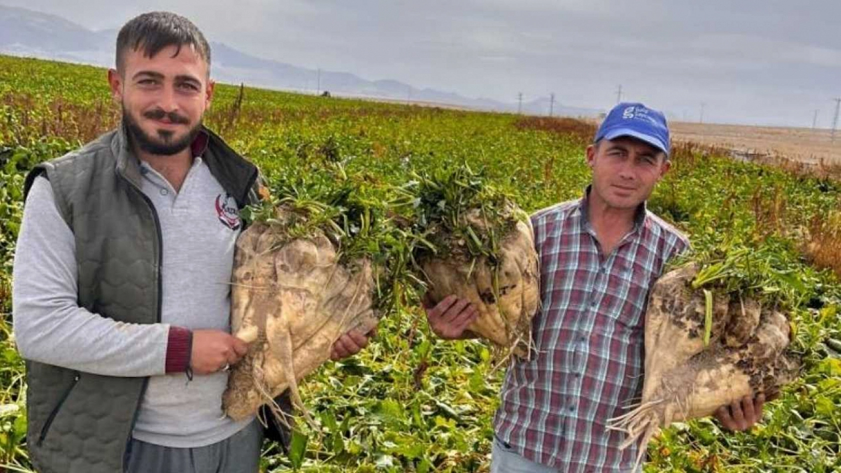 Hasat edilen 24 kiloluk şeker pancarları şaşırttı