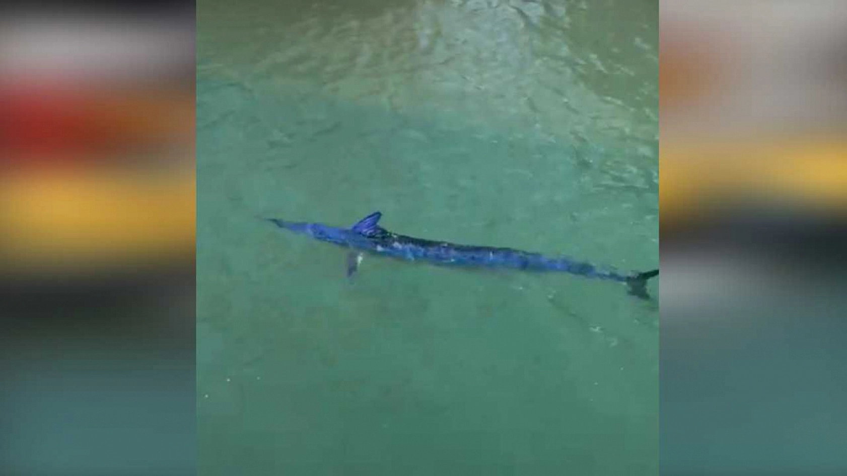 Bodrum'da Nesli Tükenme Tehlikesindeki Mavi Yelken Balığı Zıpkınla Vuruldu