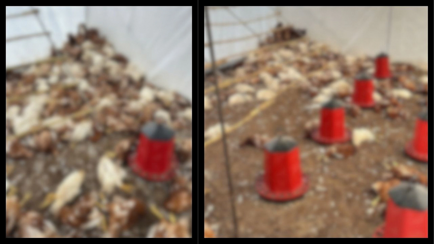 Bodrum'da sahipsiz köpekler dehşet saçtı: Binden fazla tavuk telef oldu