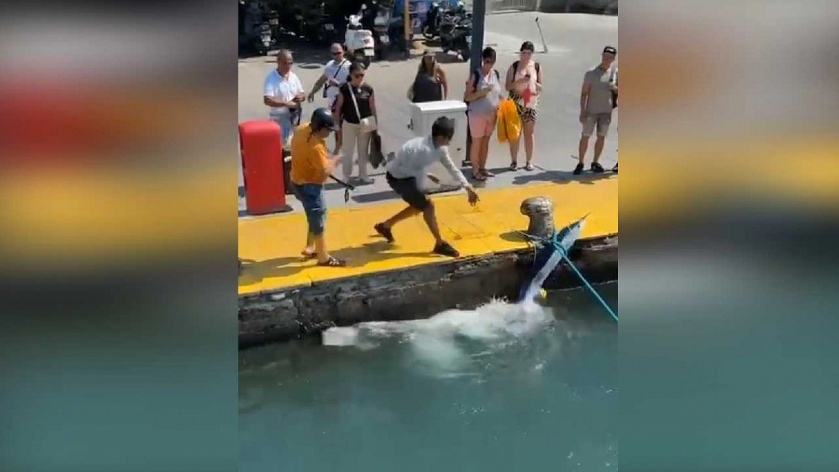 Bodrum'da Nesli Tükenme Tehlikesindeki Mavi Yelken Balığı Zıpkınla Vuruldu