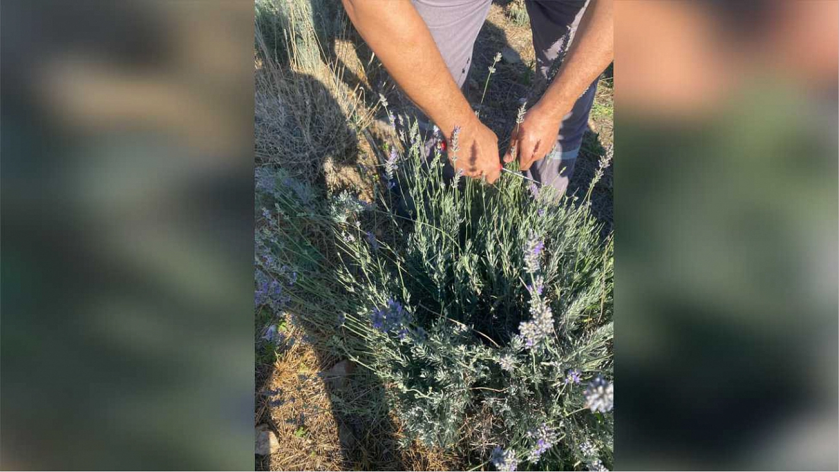 Milas Belediyesi'nden Göreni Hayran Bırakan Lavanta Bahçesi