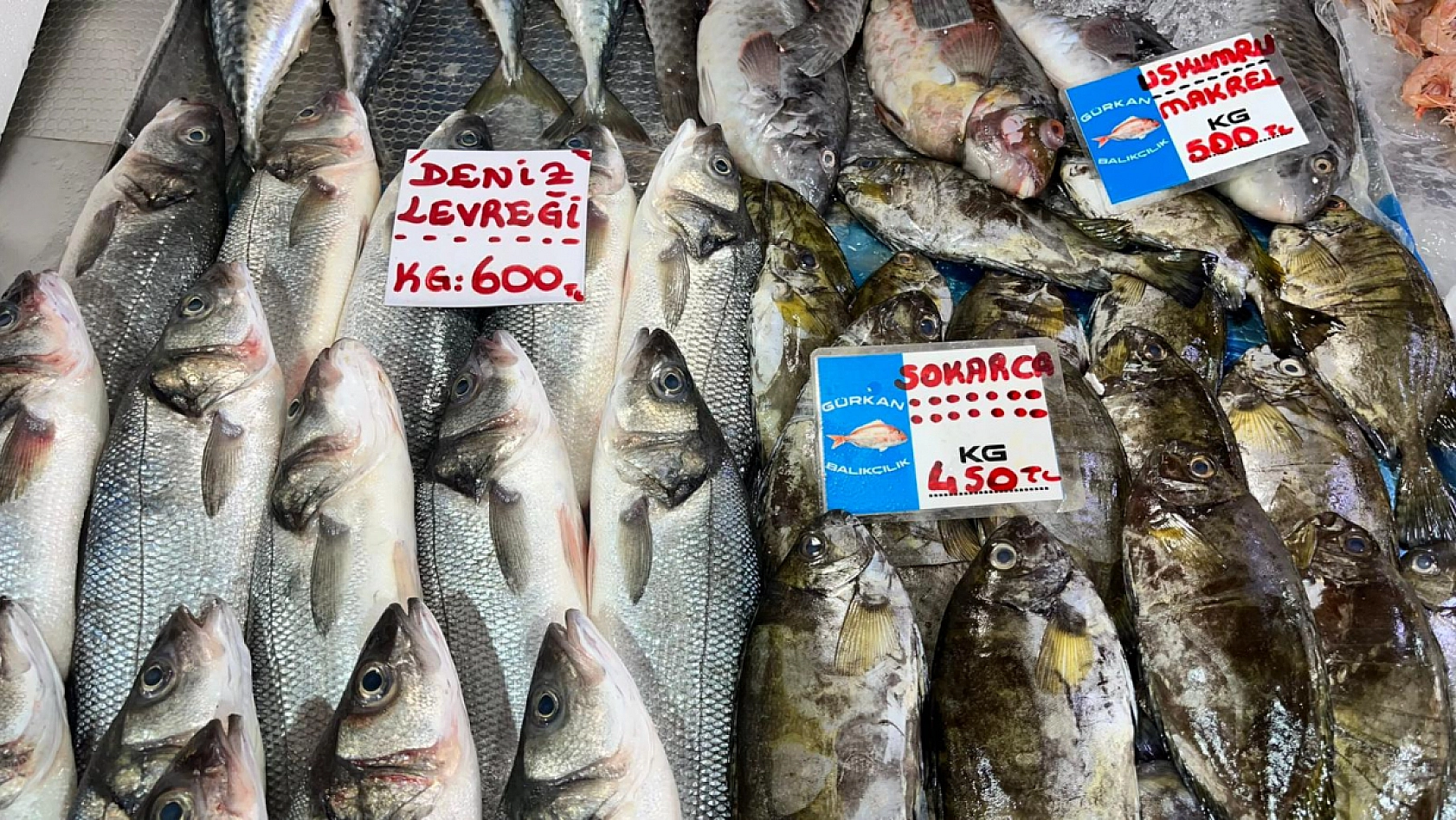 Fethiye Balık Pazarı'nda Güncel Fiyatlar! En Çok Levrek Revaçta