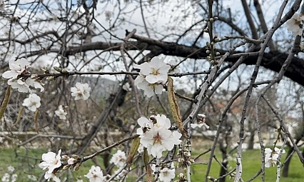 Datça'da badem ağaçları kış ortasında çiçek açtı