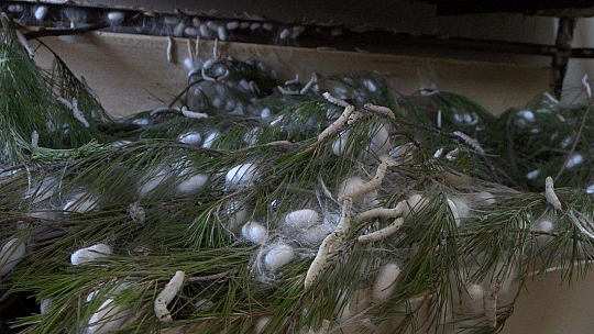 Kozalar Tamamlanmak Üzere...