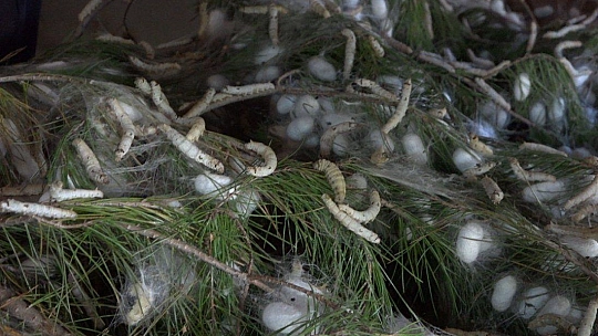 Kozalar Tamamlanmak Üzere...