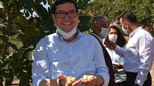 DALAMAN'DA KAYA İNCİRİ HASADI YAPILDI