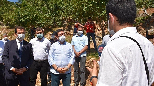 DALAMAN'DA KAYA İNCİRİ HASADI YAPILDI