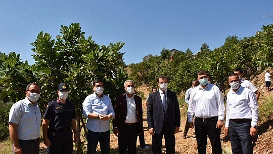 DALAMAN'DA KAYA İNCİRİ HASADI YAPILDI