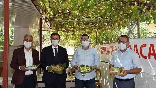 DALAMAN'DA KAYA İNCİRİ HASADI YAPILDI