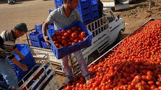 Yılbaşı Öncesi Domates İhracatı Arttı