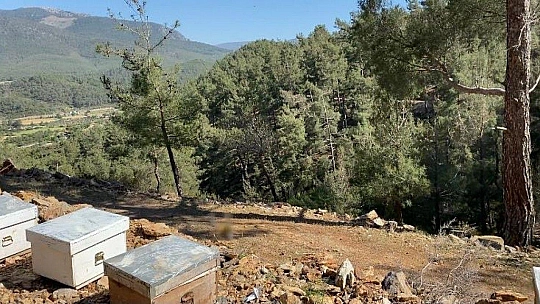 Girgin'den çağrı Bal ve zeytine boksit madeni için kıymayın!