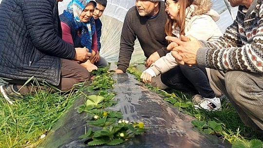 KIŞ ÇİLEĞİ HASADI BAŞLADI 